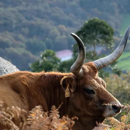 Dom wakacyjny Just Like - Casa Antonio Em Paredes de Coura