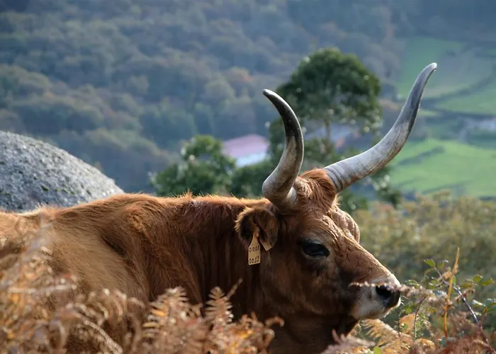 בית נופש Just Like - Casa Antonio Em פארדס דה קורה